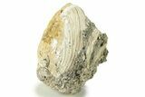 Fossil Clam (Mercenaria) With Fluorescent Calcite - Rucks Pit, FL #280359-2